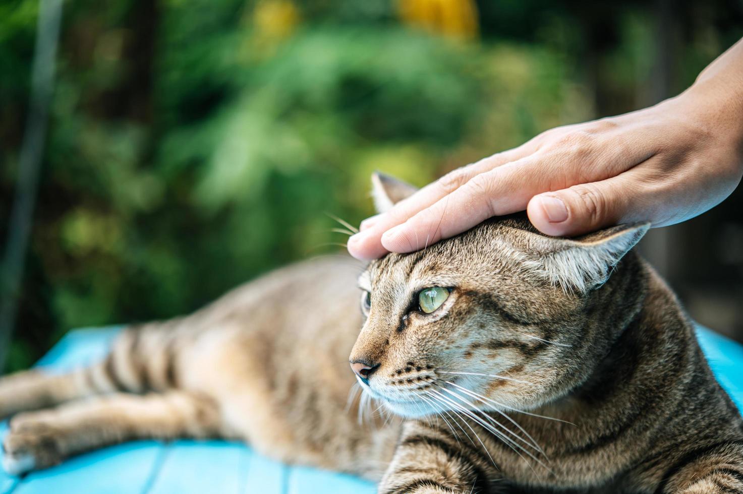 mão acariciando a cabeça de um gato foto