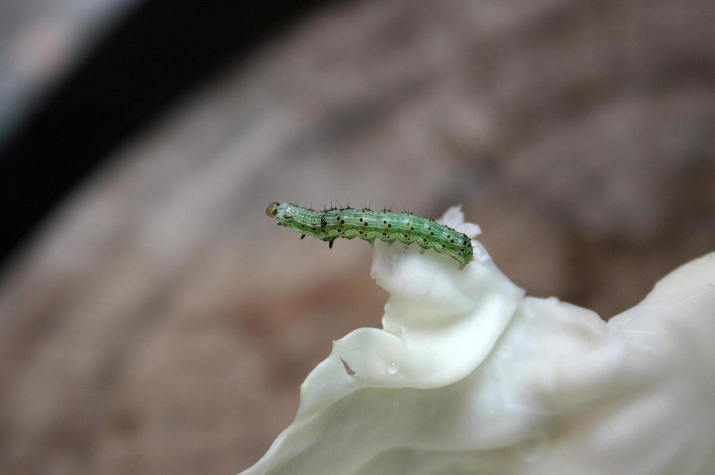 lagarta verde na planta foto