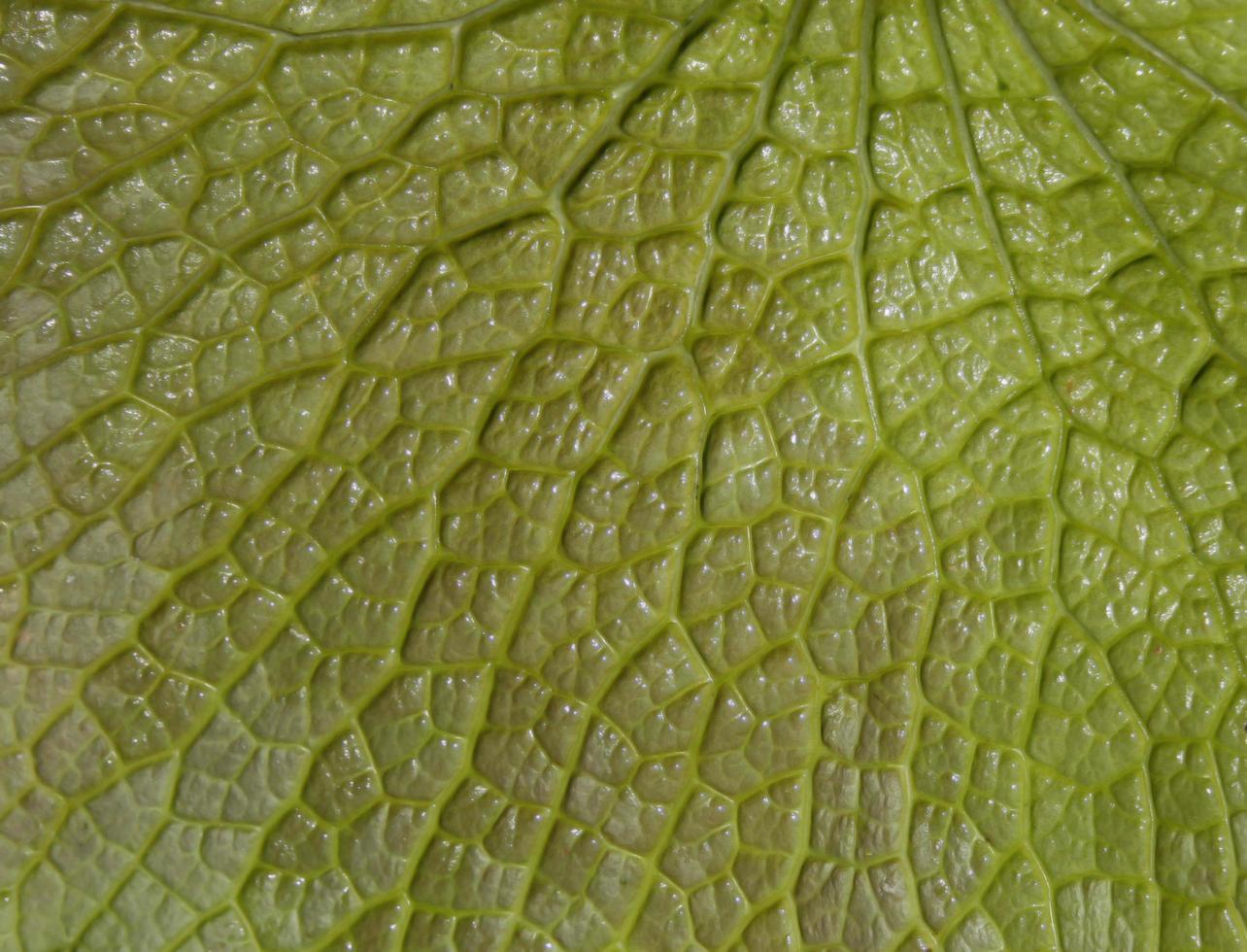 fundo de textura de folha verde foto