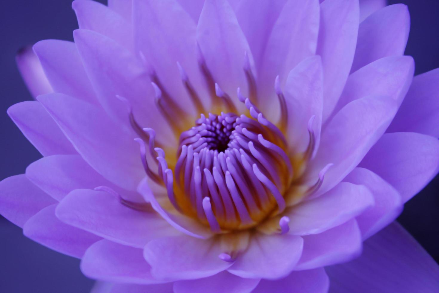 close-up de uma flor de lótus roxa foto