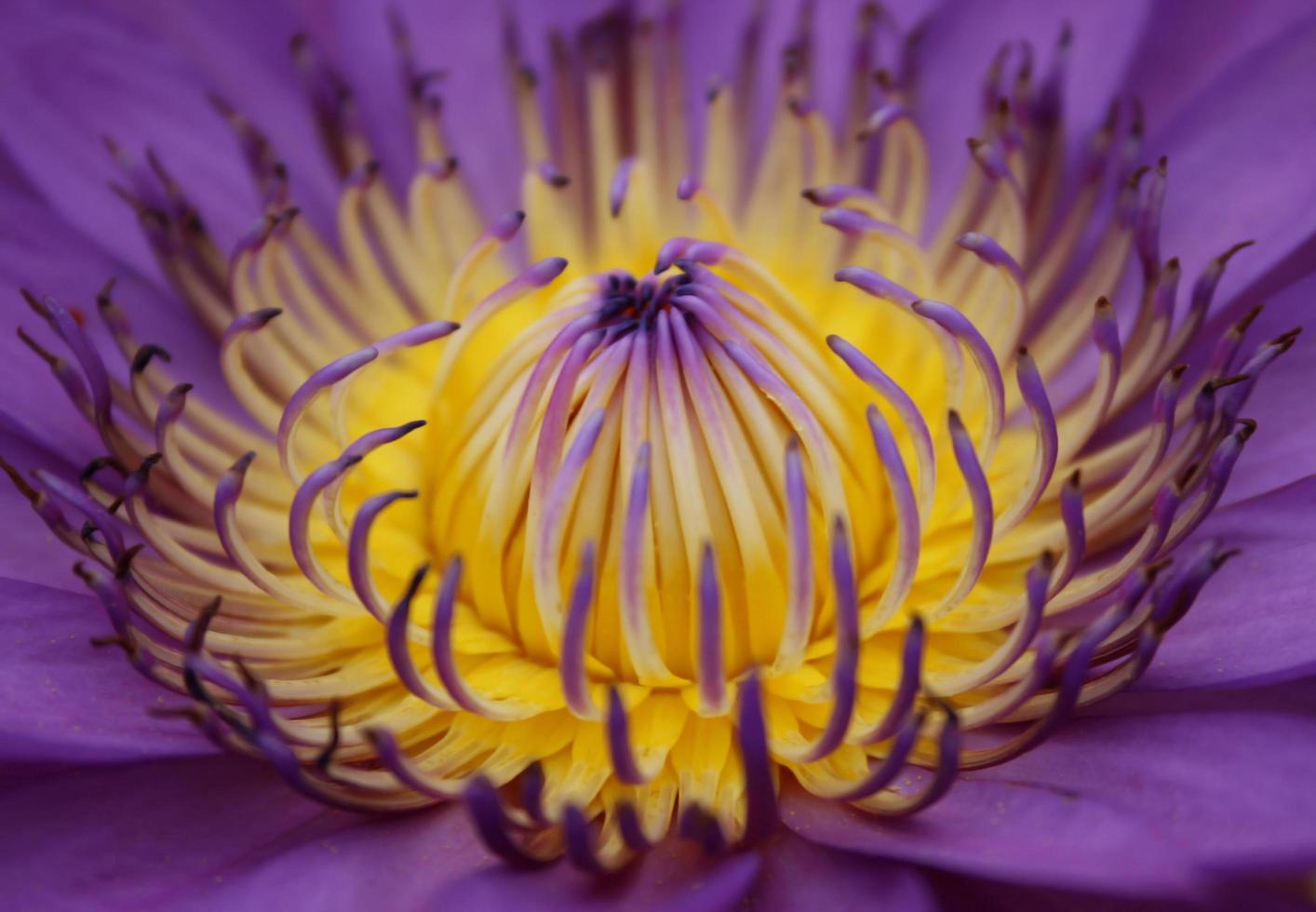 detalhe de flor de lótus roxa e amarela foto