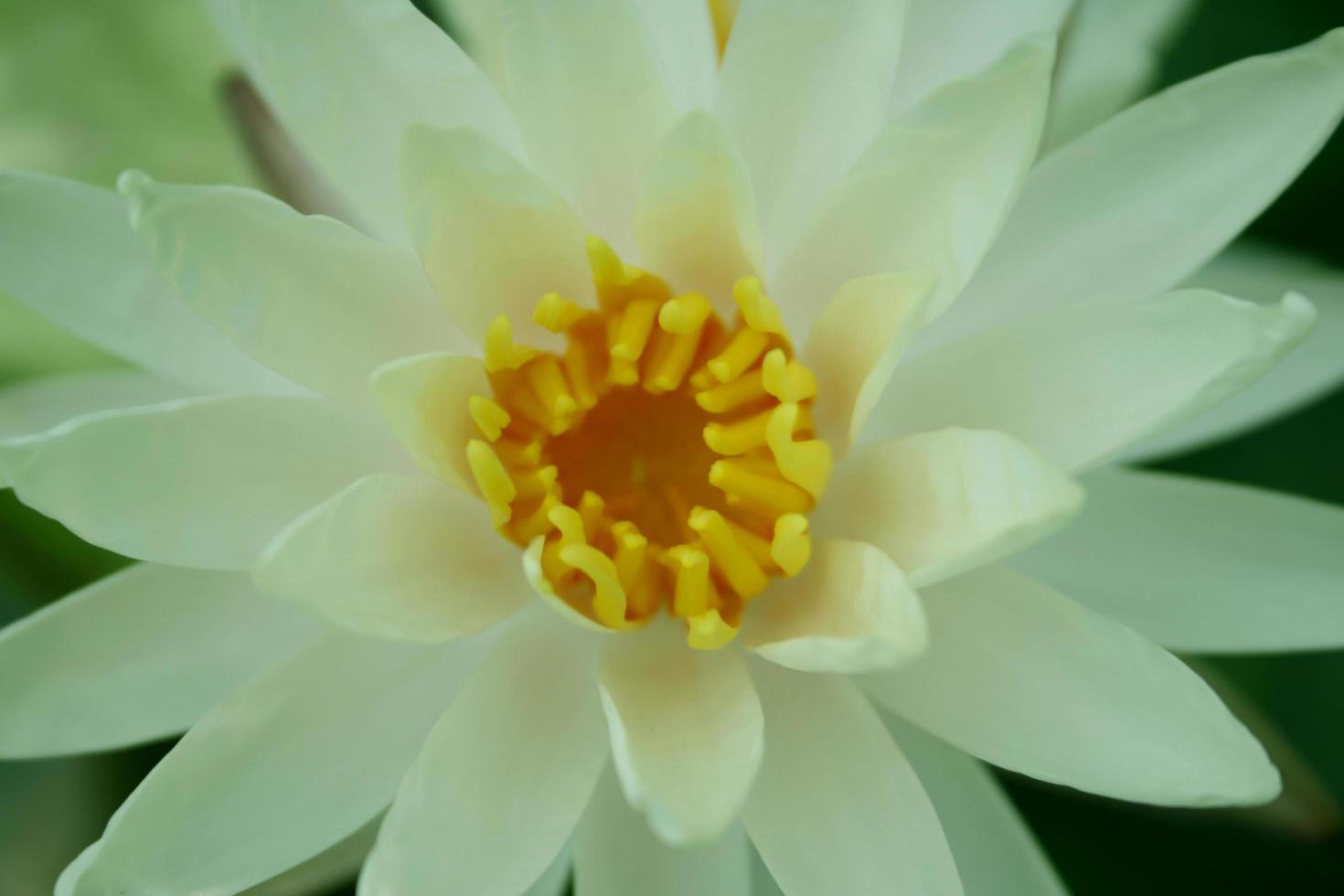 vista superior de uma flor de lótus foto