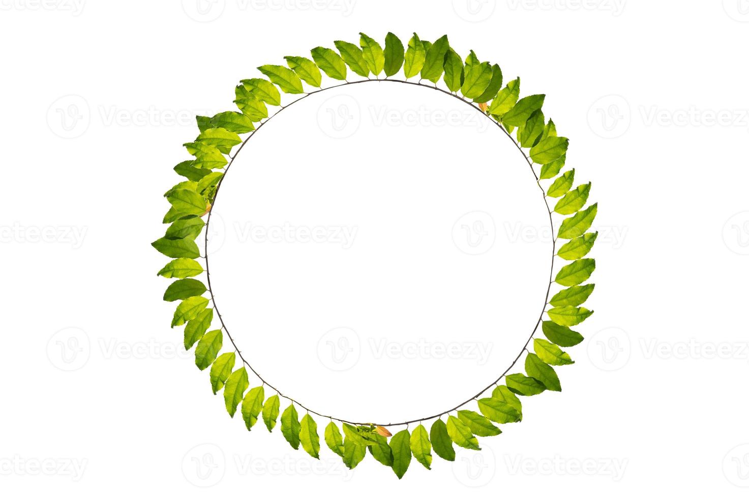 folha videira círculo isola em uma branco fundo foto