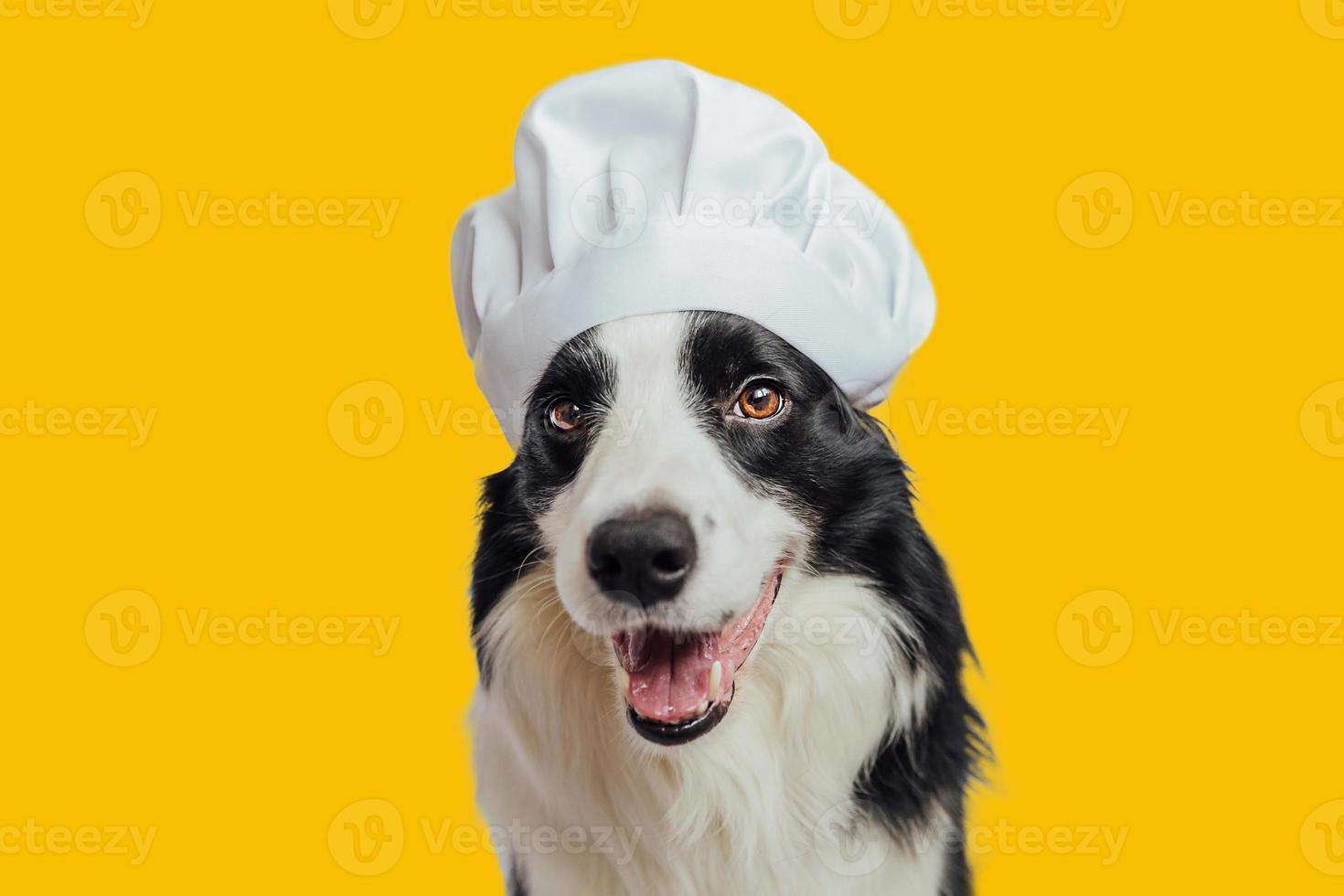 engraçado cachorro cachorro fronteira collie dentro chefe de cozinha cozinhando chapéu isolado em amarelo fundo. chefe de cozinha cachorro cozinhando jantar. caseiro Comida restaurante cardápio conceito. cozinhando processo. foto