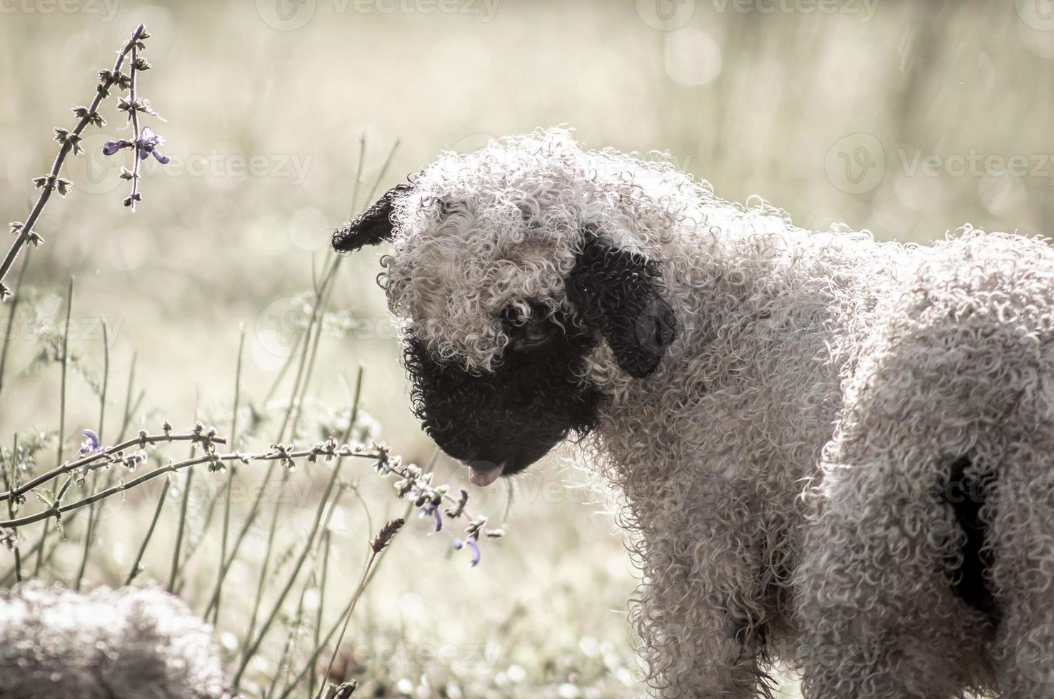 schaf wolle blacknosesheep foto