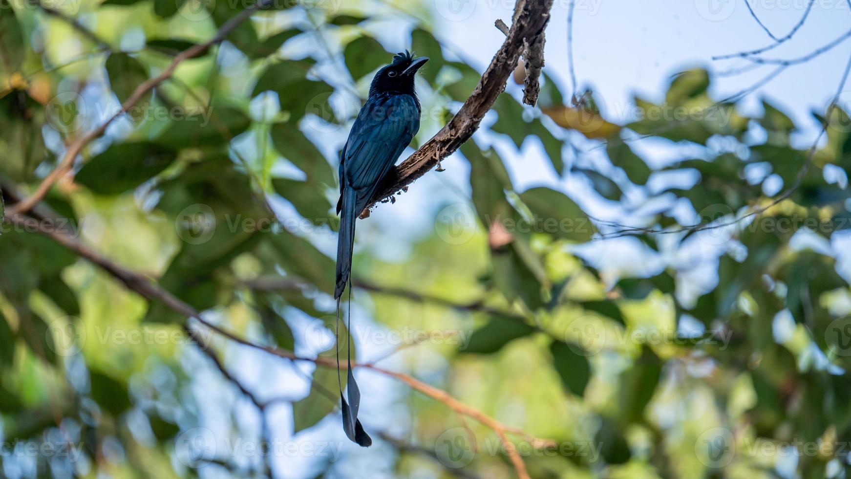 maior rabo de raquete drongo empoleirado em árvore foto