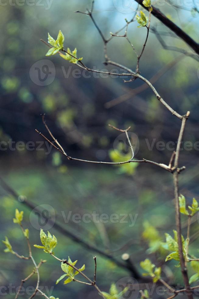 fechar acima cedo Primavera galhos com agrupado folhas conceito foto