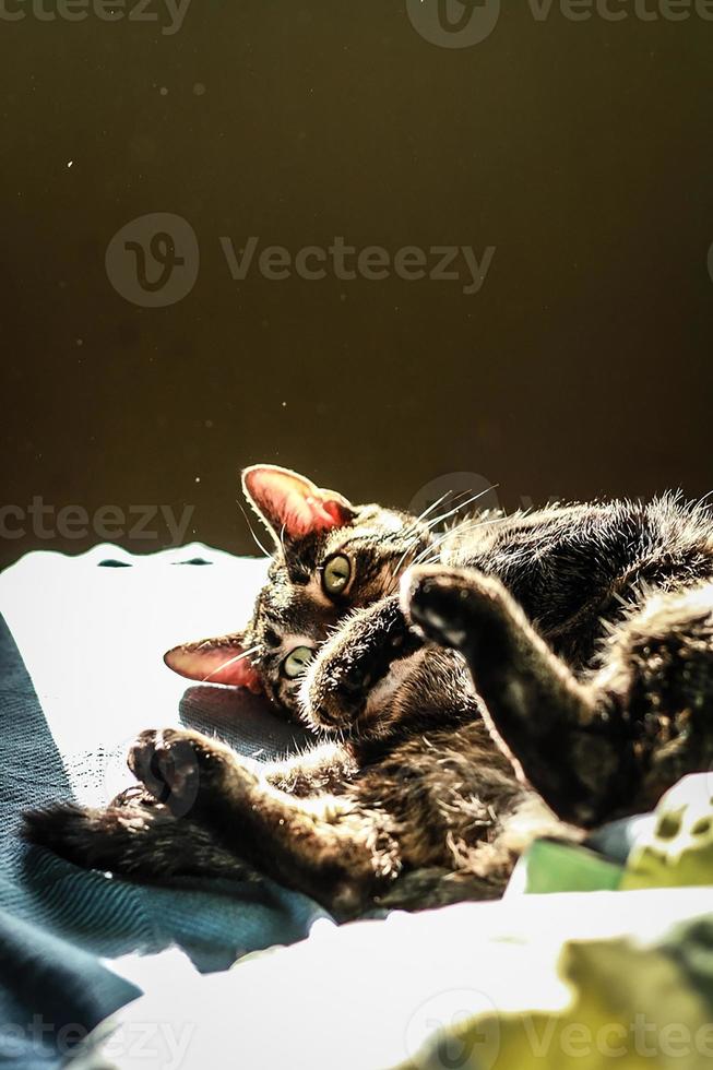 fechar acima fofa brincalhão gato debaixo luz solar conceito foto