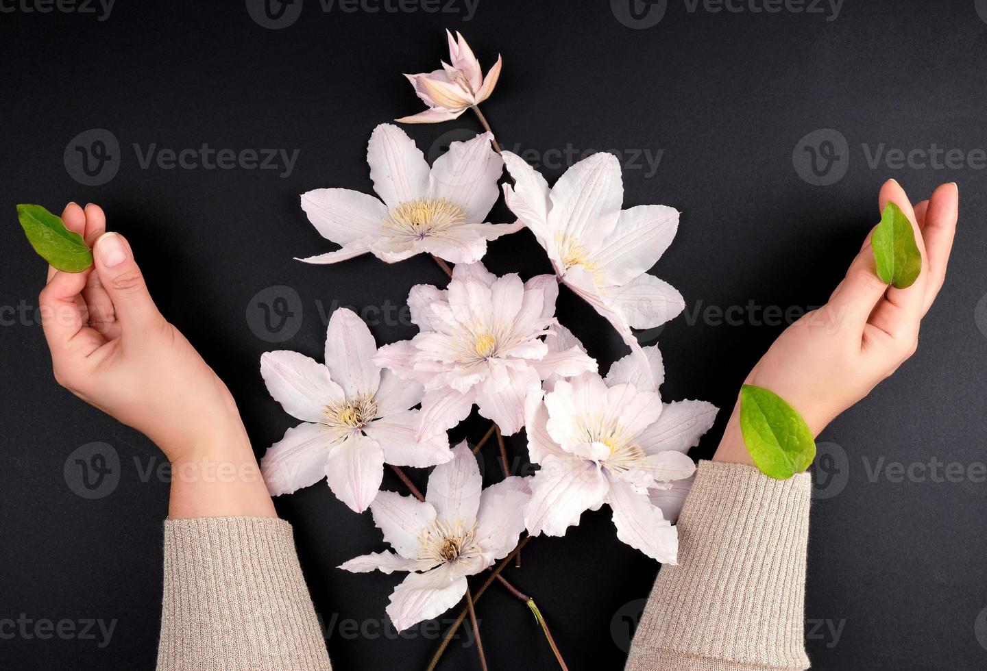 ramalhete do branco flores do clematis e dois fêmea mãos estão segurando verde folhas em uma Preto fundo foto