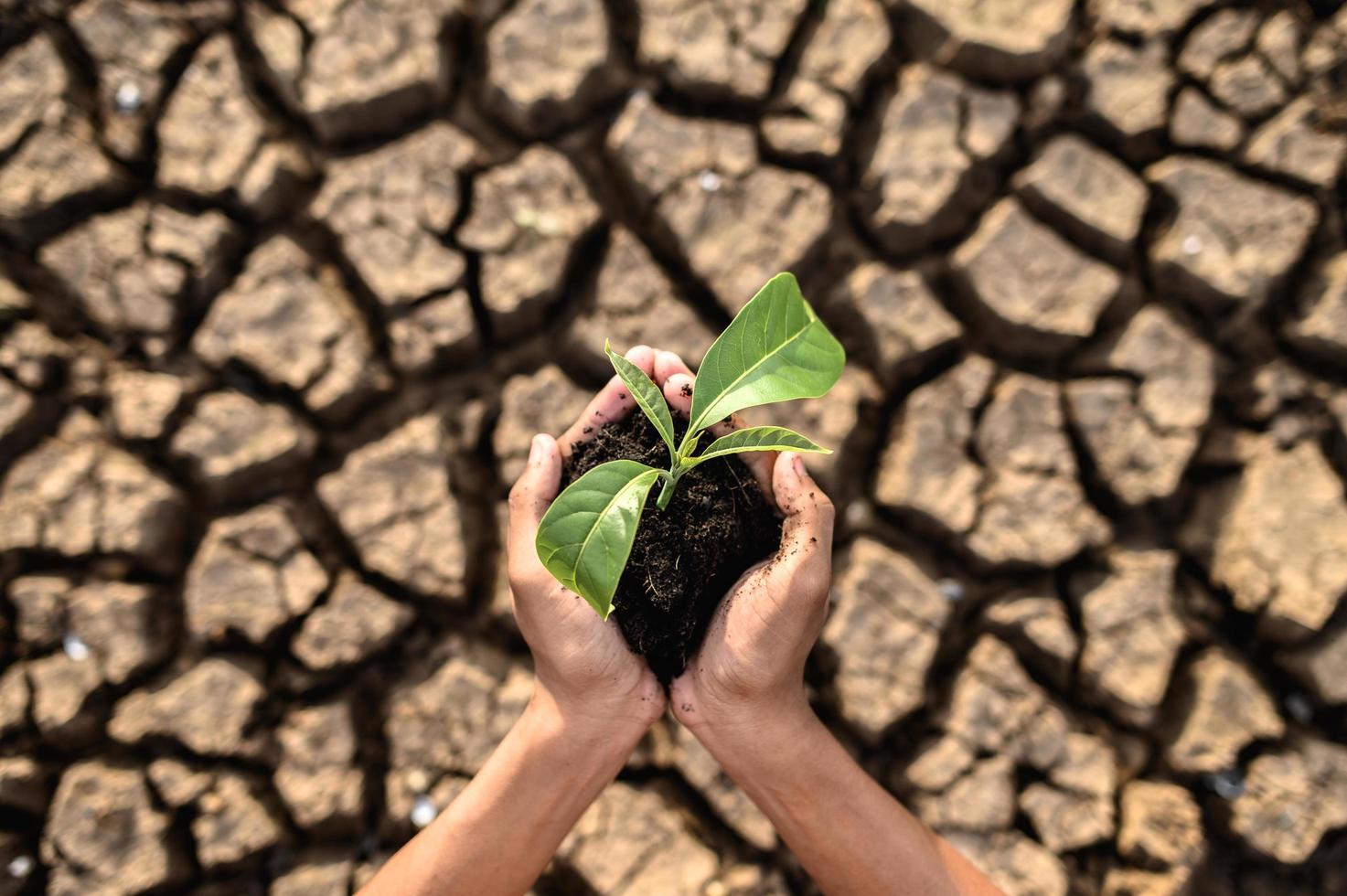 menino segurando mudas em terra firme foto