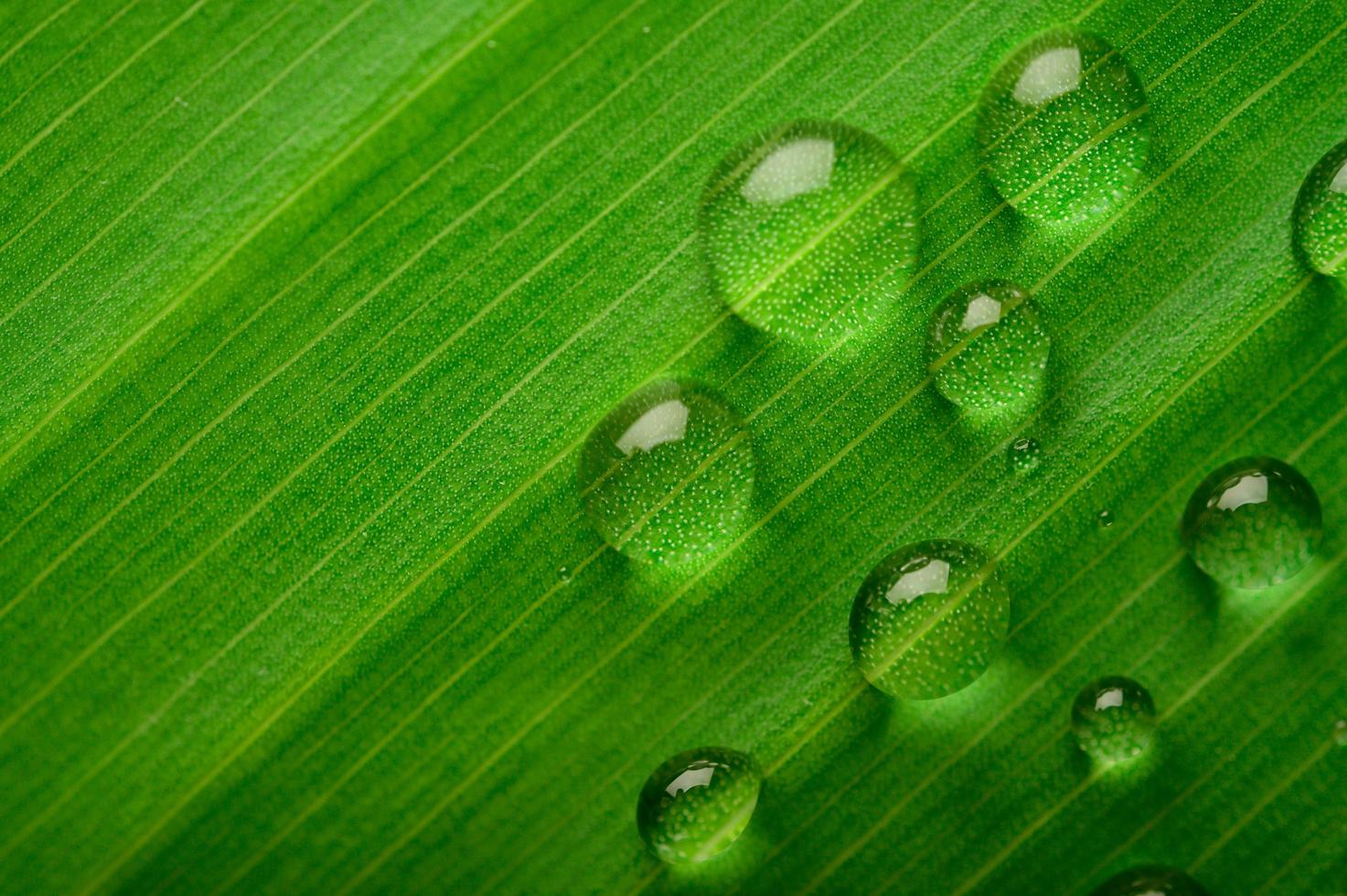 muitas gotas de água nas folhas de bananeira foto