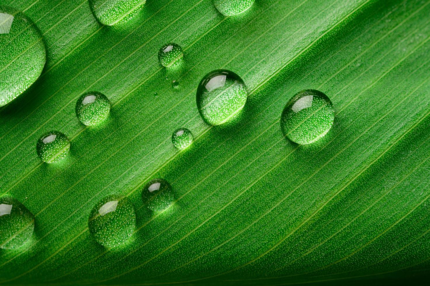 muitas gotas de água nas folhas de bananeira foto