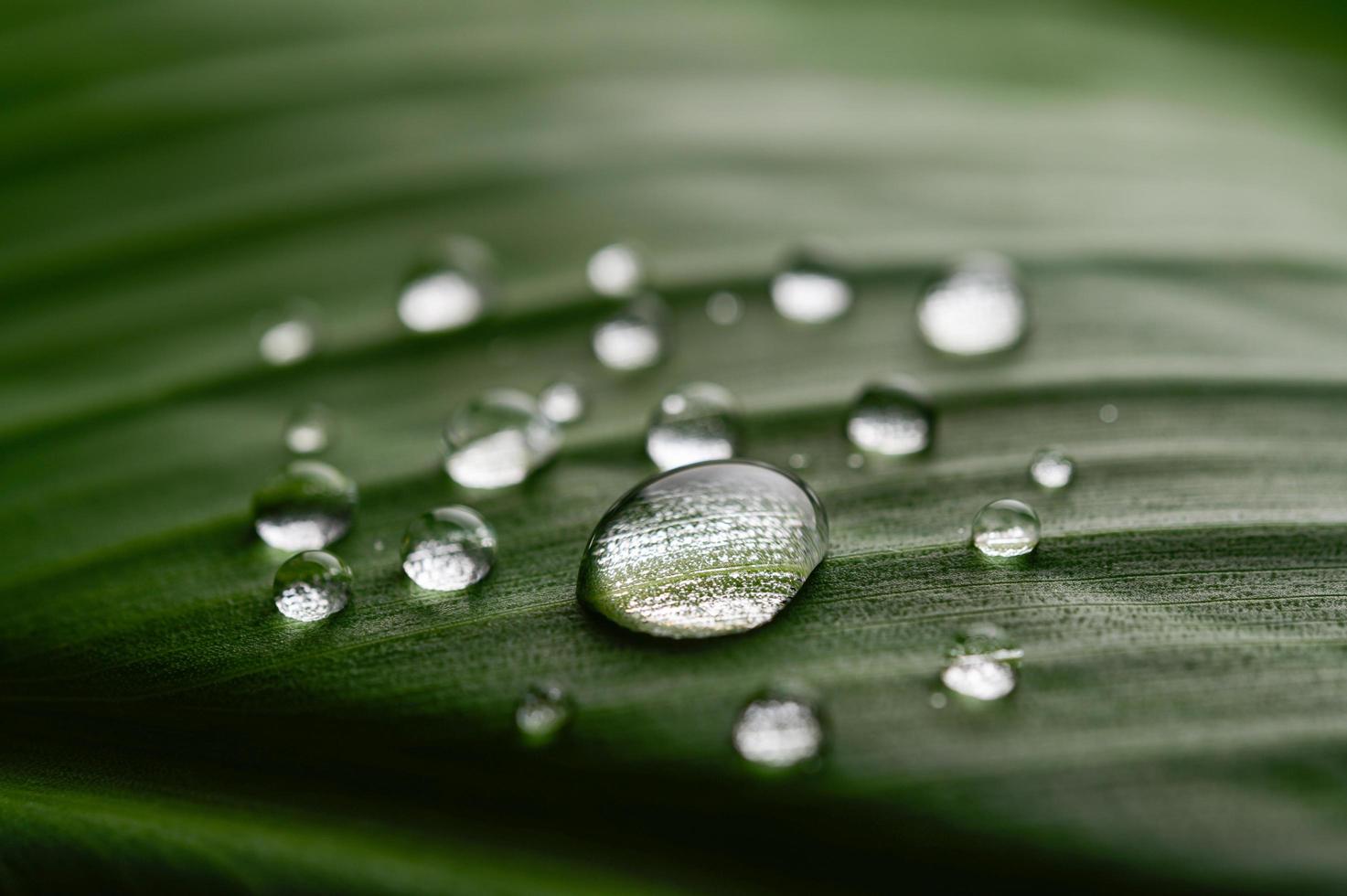 muitas gotas de água nas folhas de bananeira foto