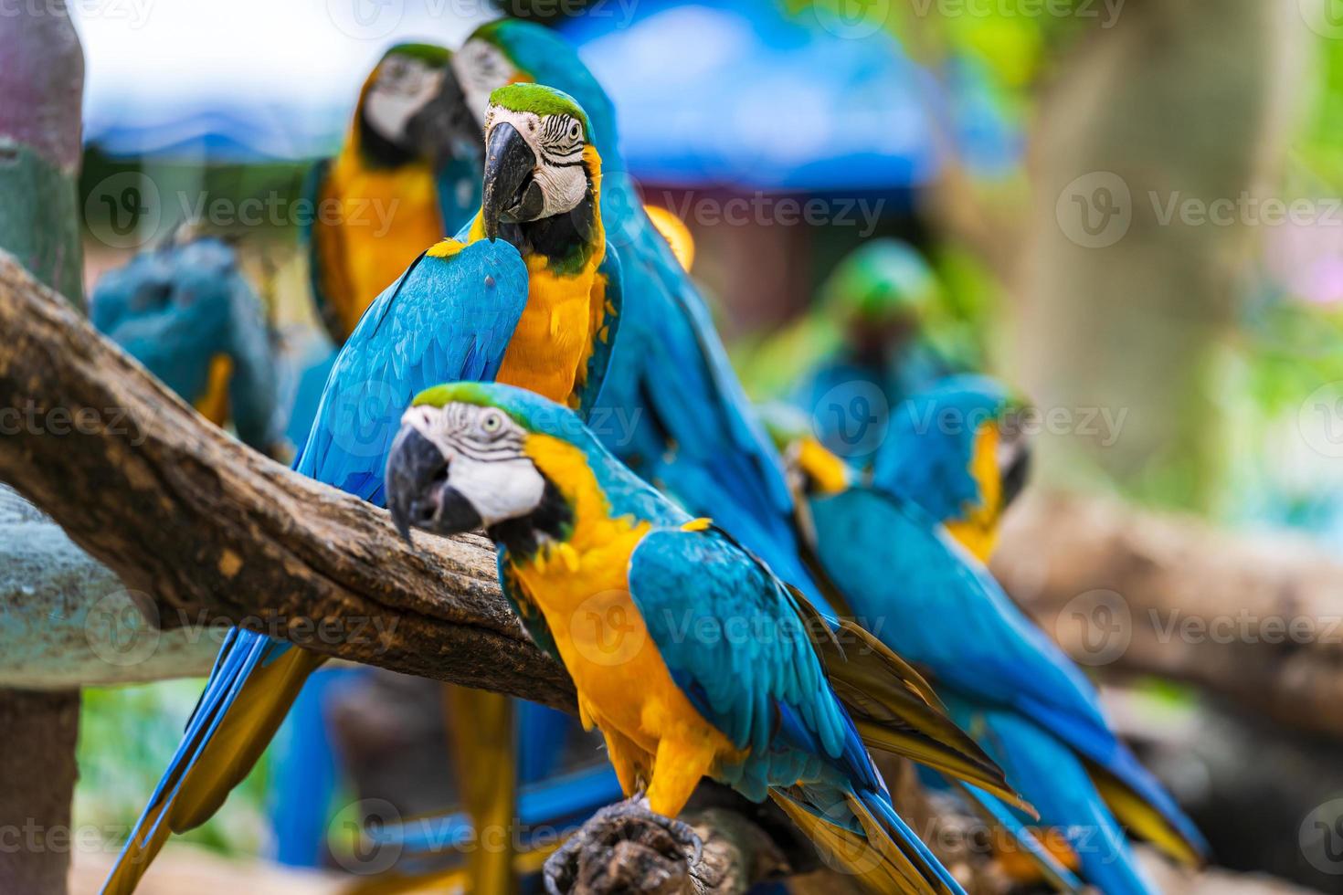 grupo de papagaios arara foto