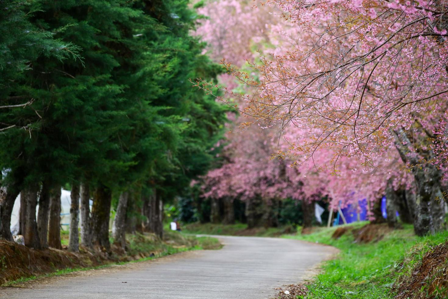 flor rosa cereja selvagem do Himalaia ou prunus cerasoides no centro real de pesquisa agrícola chiangmai em khun wang, tailândia foto