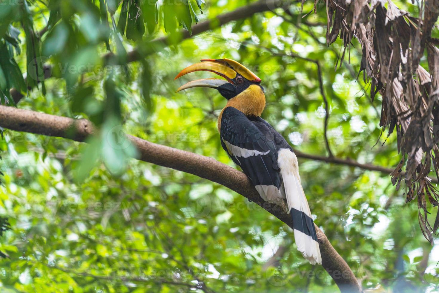 pássaro calau empoleirado em árvore foto