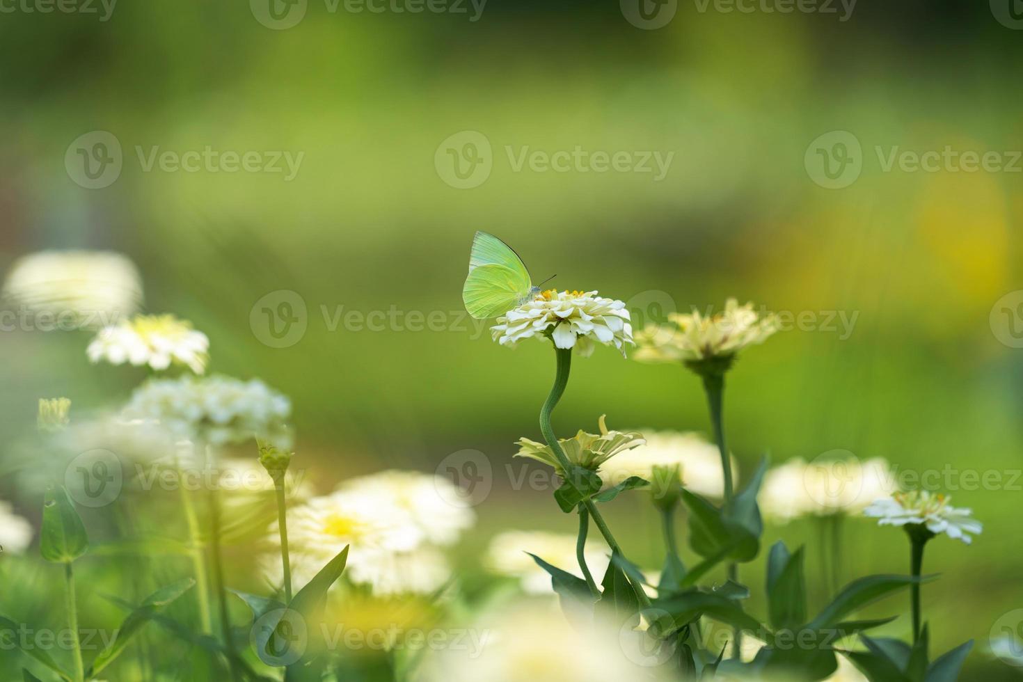 borboleta em uma flor em um jardim foto