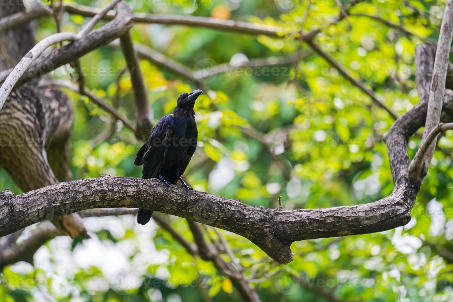 corvo em uma árvore foto