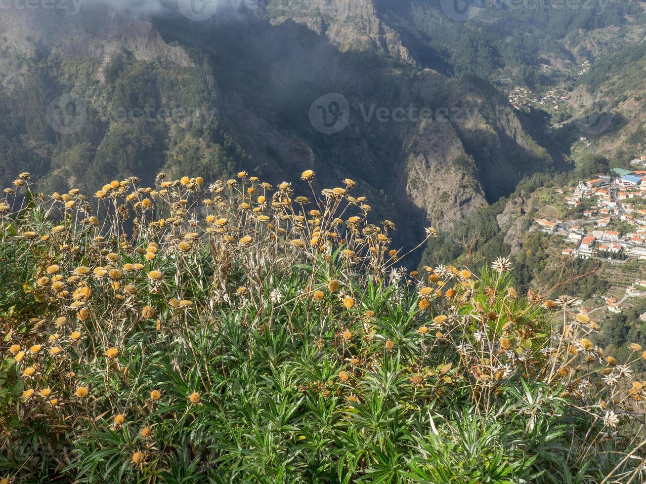 a ilha da madeira foto