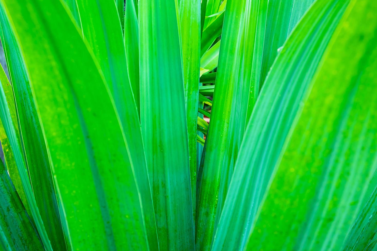 close-up de folhas verdes lá fora foto