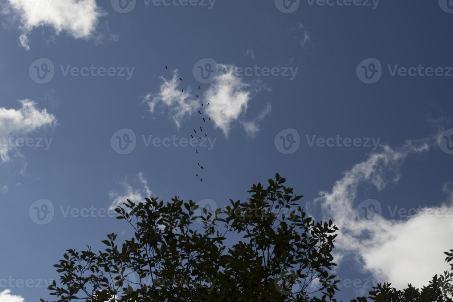 nuvem no céu. céu de verão. muito ar. foto