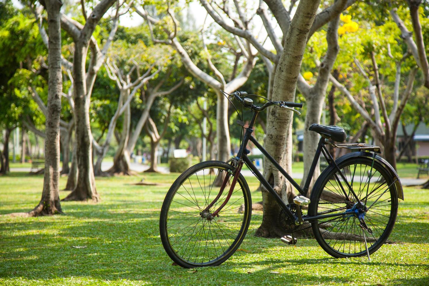 bicicleta no parque foto