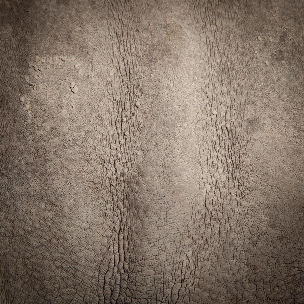 pele de um rinoceronte foto
