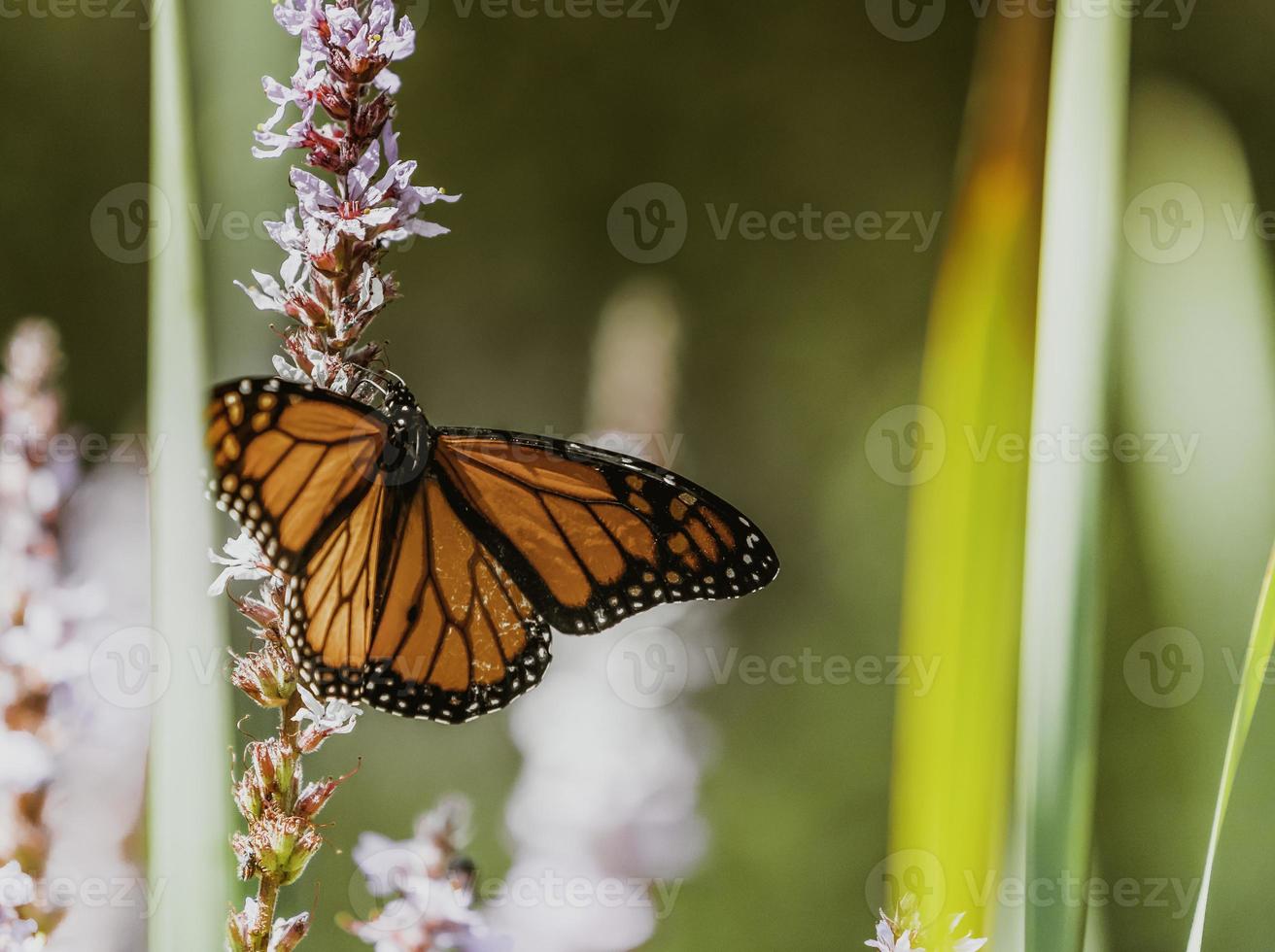 uma monarca borboleta dentro a Ontário jardim. foto