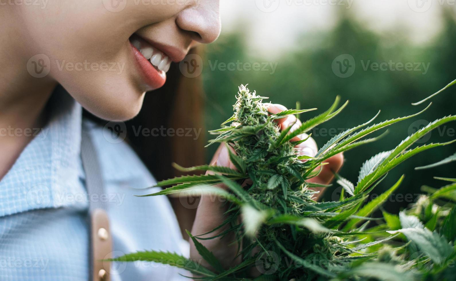 retrato de pesquisador de maconha de mulher asiática verificando plantação de maconha em fazenda de maconha, cannabis agrícola de negócios. negócio de cannabis e conceito de medicina alternativa. foto