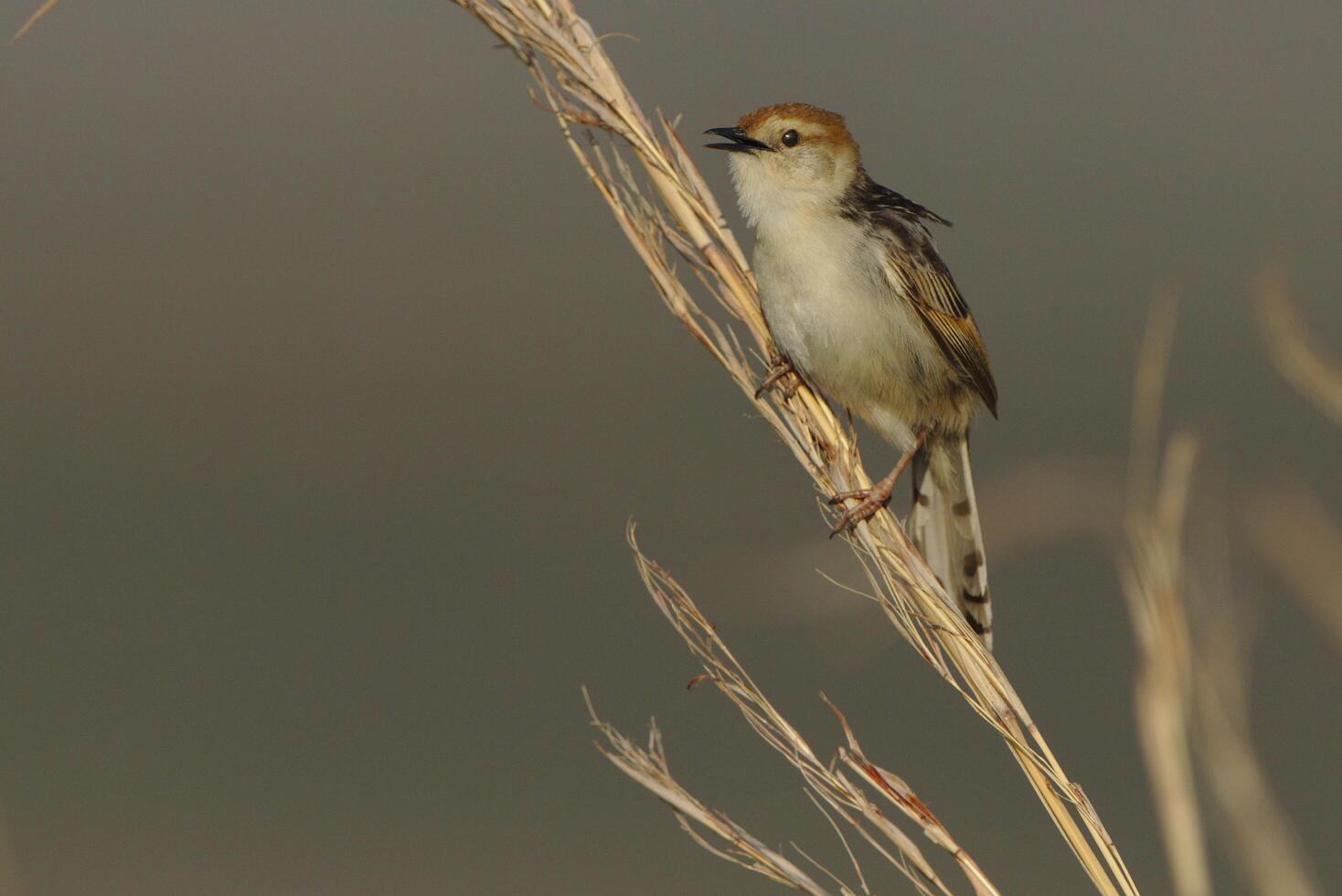 o cabo-olho-branco, zosterops pallidus, pássaro do cabo-olho-branco empoleirar-se foto