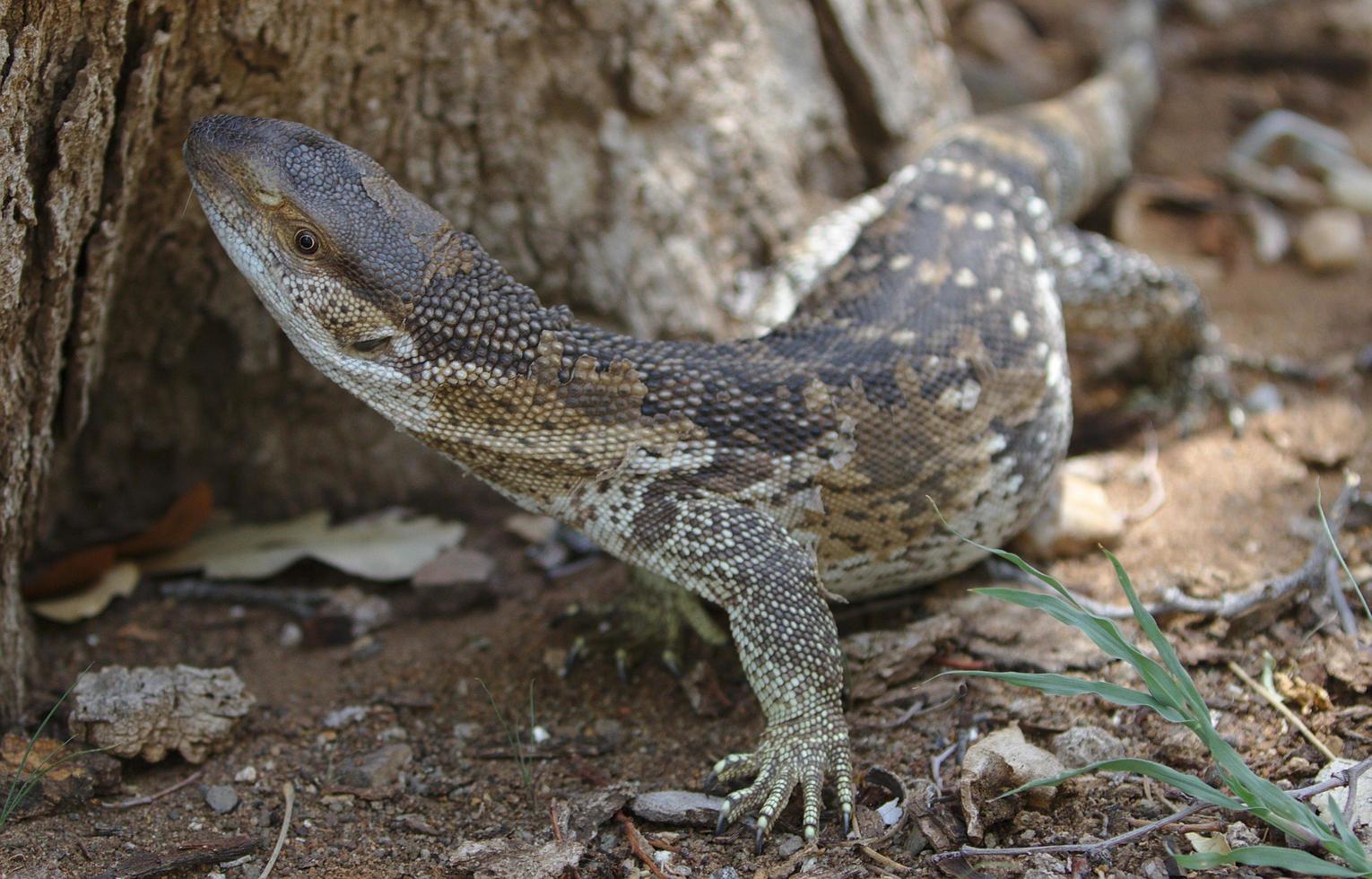rock monitor lagarto varanus albigularis em hroated monitor vive na áfrica do sul foto