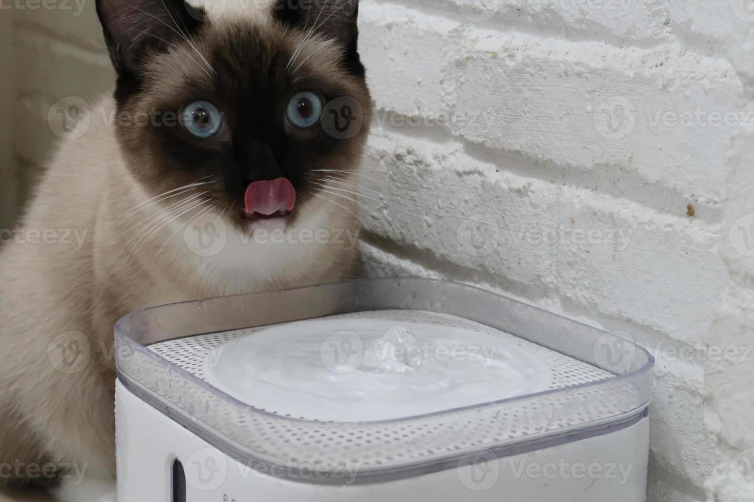 gato de cabelo comprido bebe água do bebedouro circulante de cachoeira. gato lambendo o lábio foto