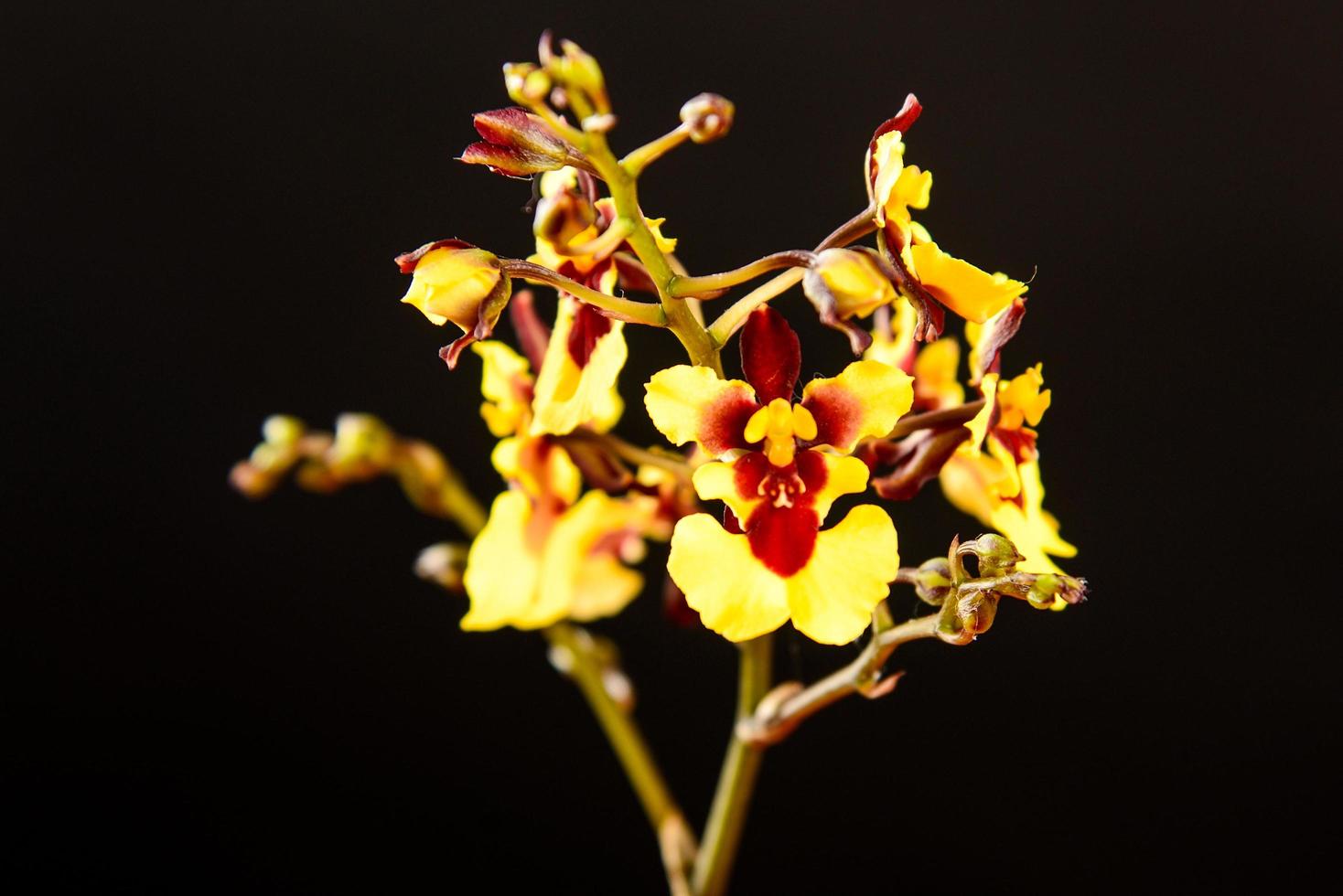 orquídeas vermelhas e amarelas foto