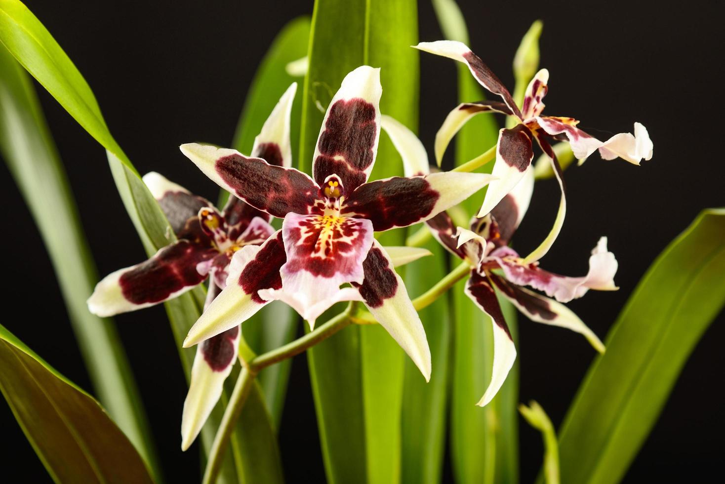 orquídea roxa e branca foto