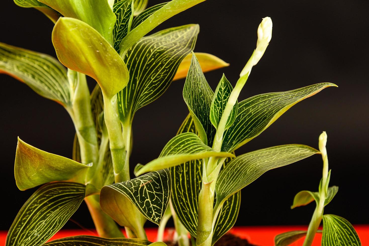 folhas da planta em um fundo preto foto