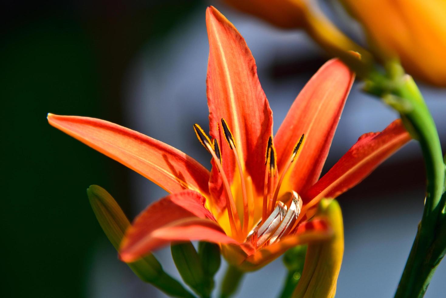 alianças de casamento colocadas em uma flor de lírio vermelho foto