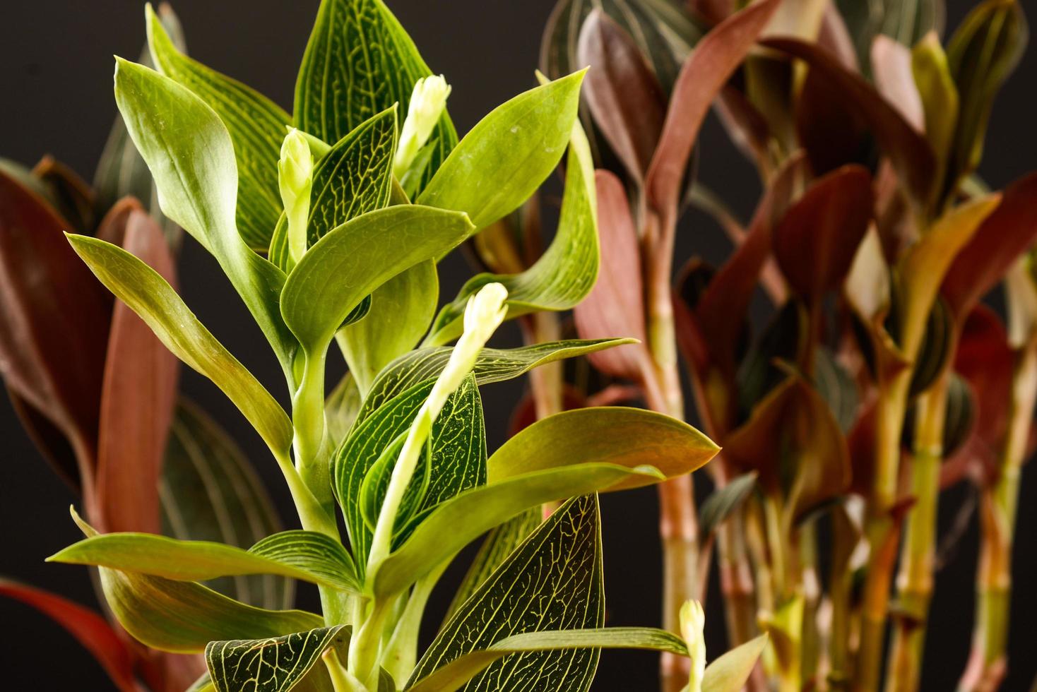 folhas da planta em um fundo preto no estúdio foto