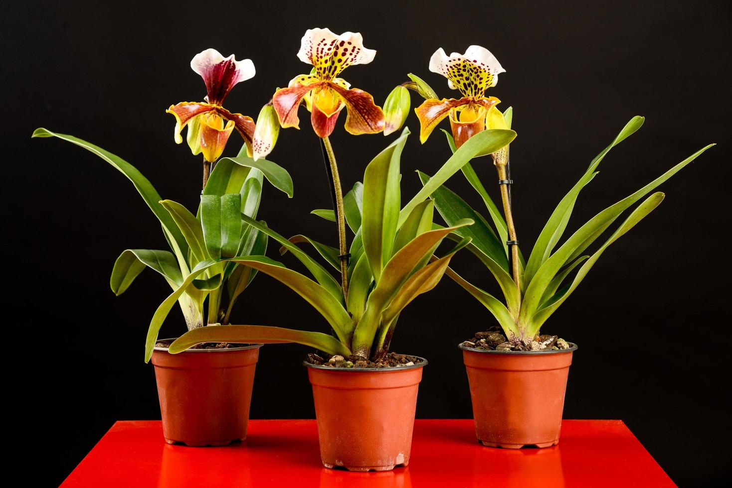 um trio de flores de orquídea em vasos foto