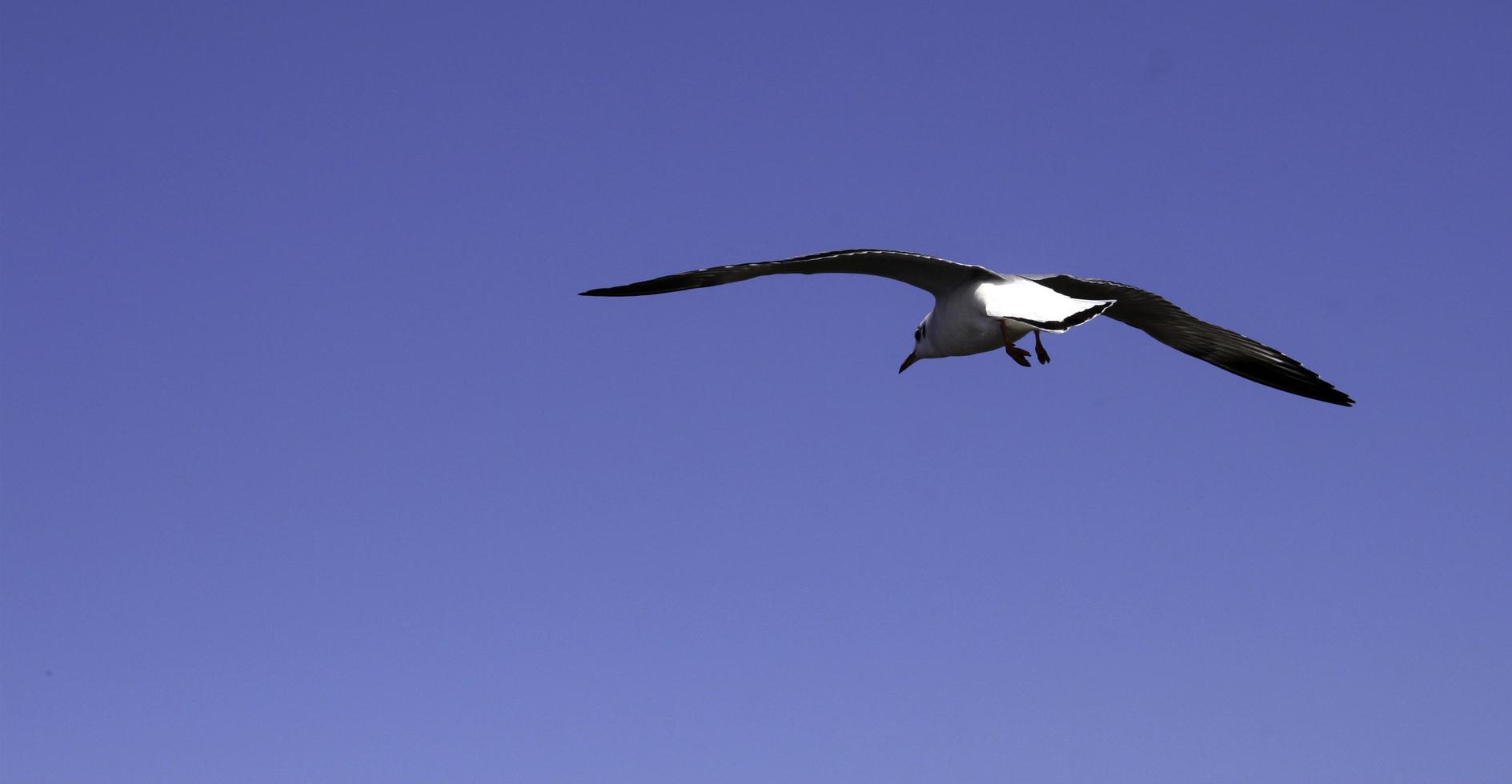 gaivota no céu azul brilhante foto