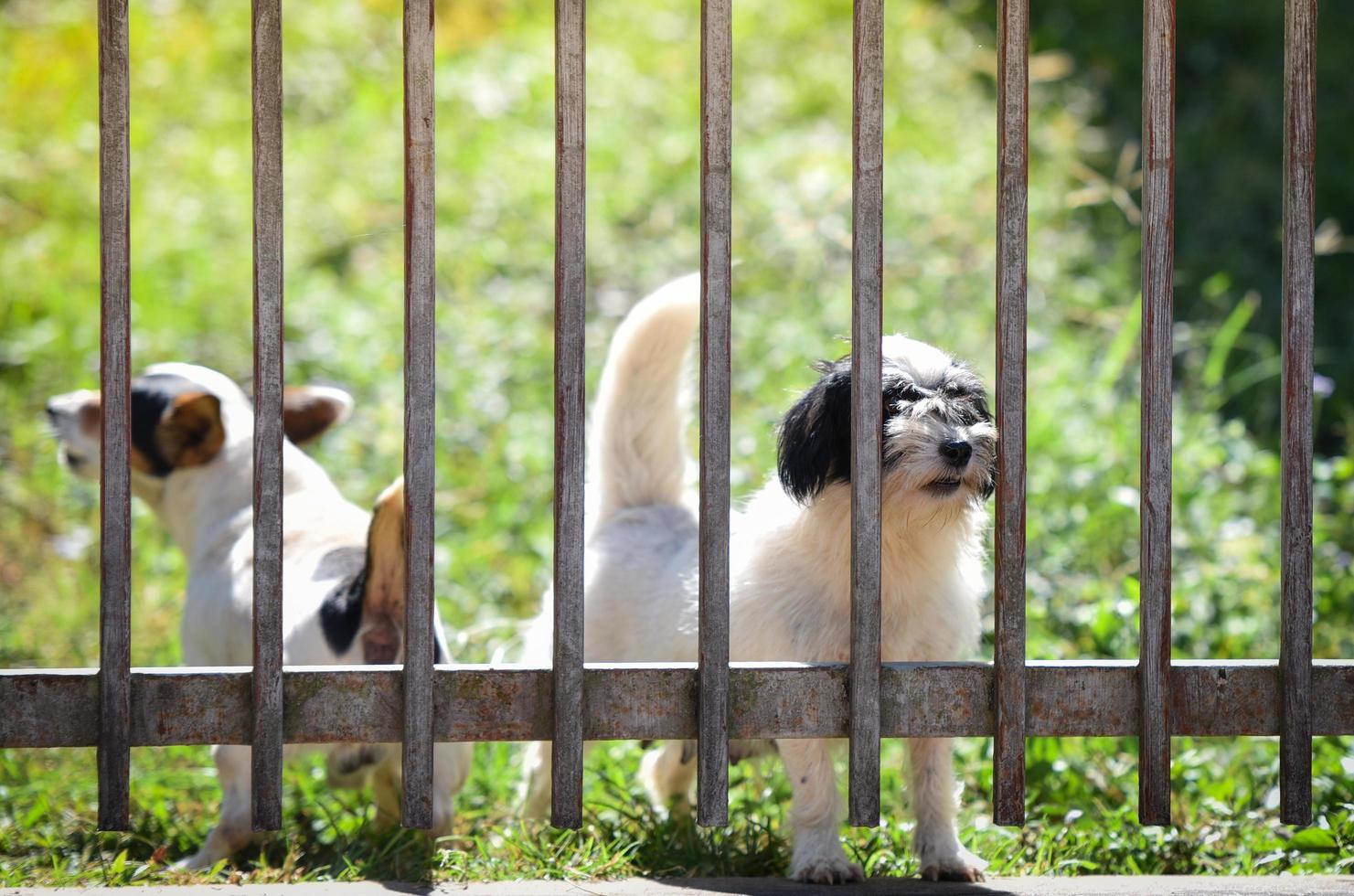 o cachorro olhando para fora esperando o dono no jardim da frente da cerca em casa foto