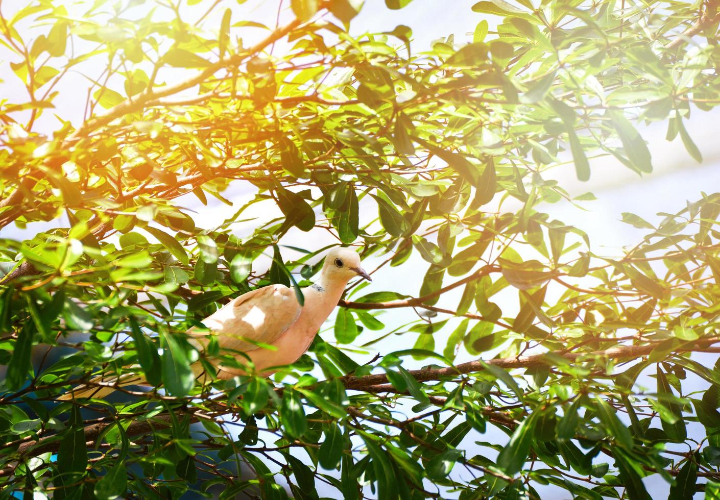 malhado imperial Pombo pássaro em árvore branco barbary pomba em ramo dentro uma natureza - columbidae foto