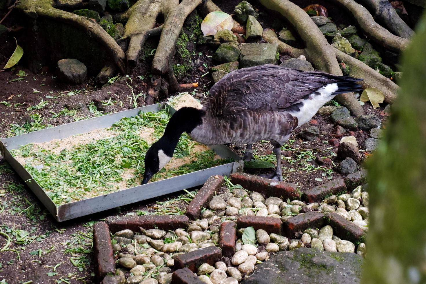 seletivo foco do canadense gansos quem estão alimentando dentro seus gaiolas. foto