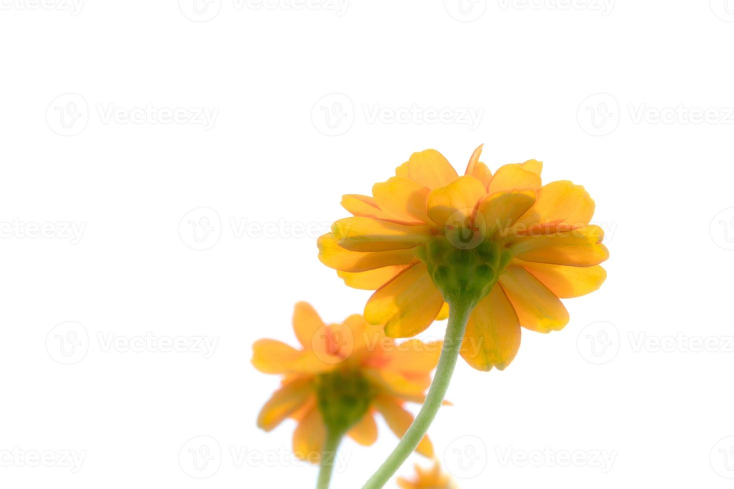 fechar-se laranja cosmos flores, macio foco foto