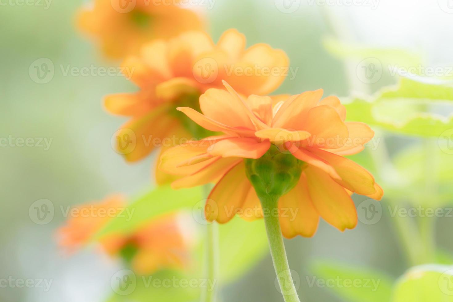 fechar-se laranja cosmos flores, macio foco foto