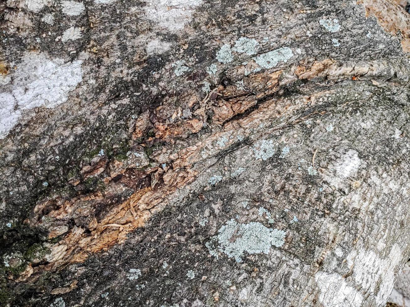 textura de madeira superfície de fundo antigo padrão natural foto