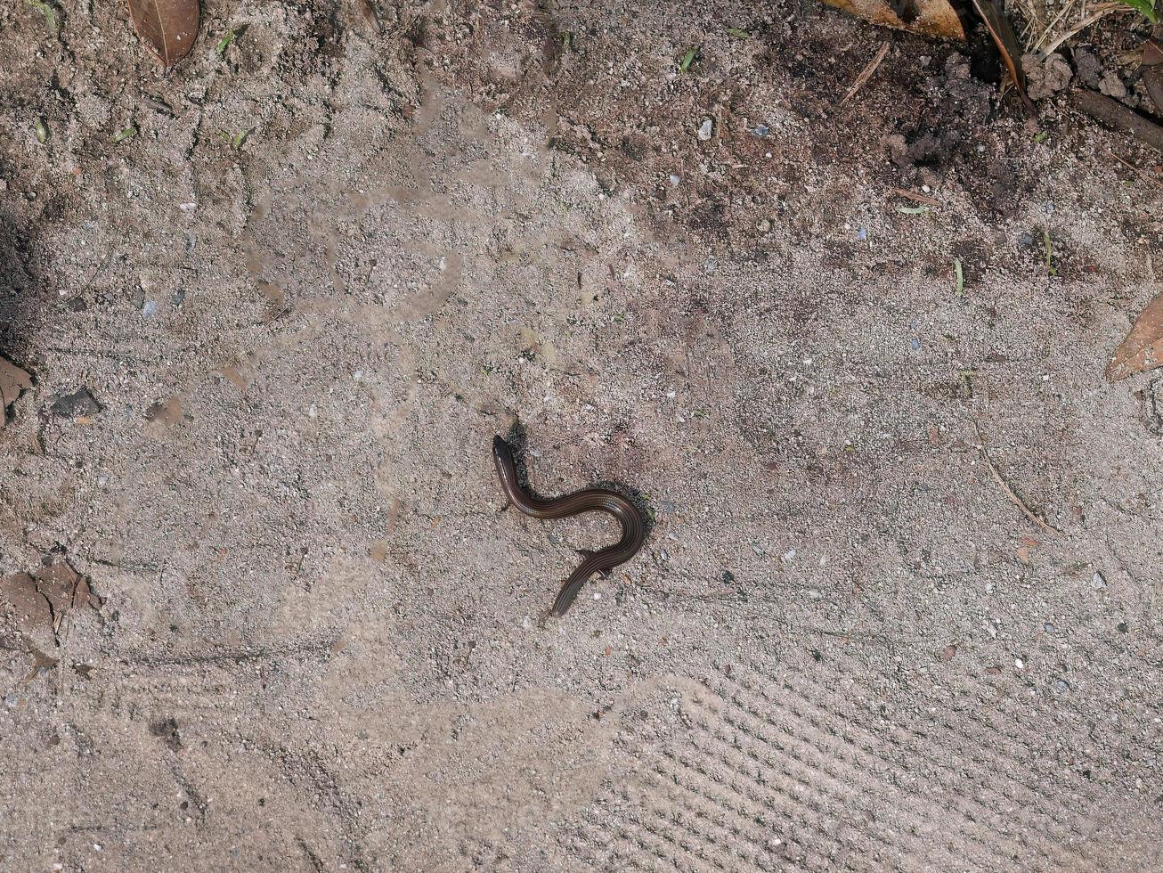 ocidental três dedo do pé esfolado, calcídios estriado, uma tipo do minhoca, cobra, lagarto com minúsculo pernas, listrado cego cobra, lento minhoca, alongado lagarto, inofensivo foto