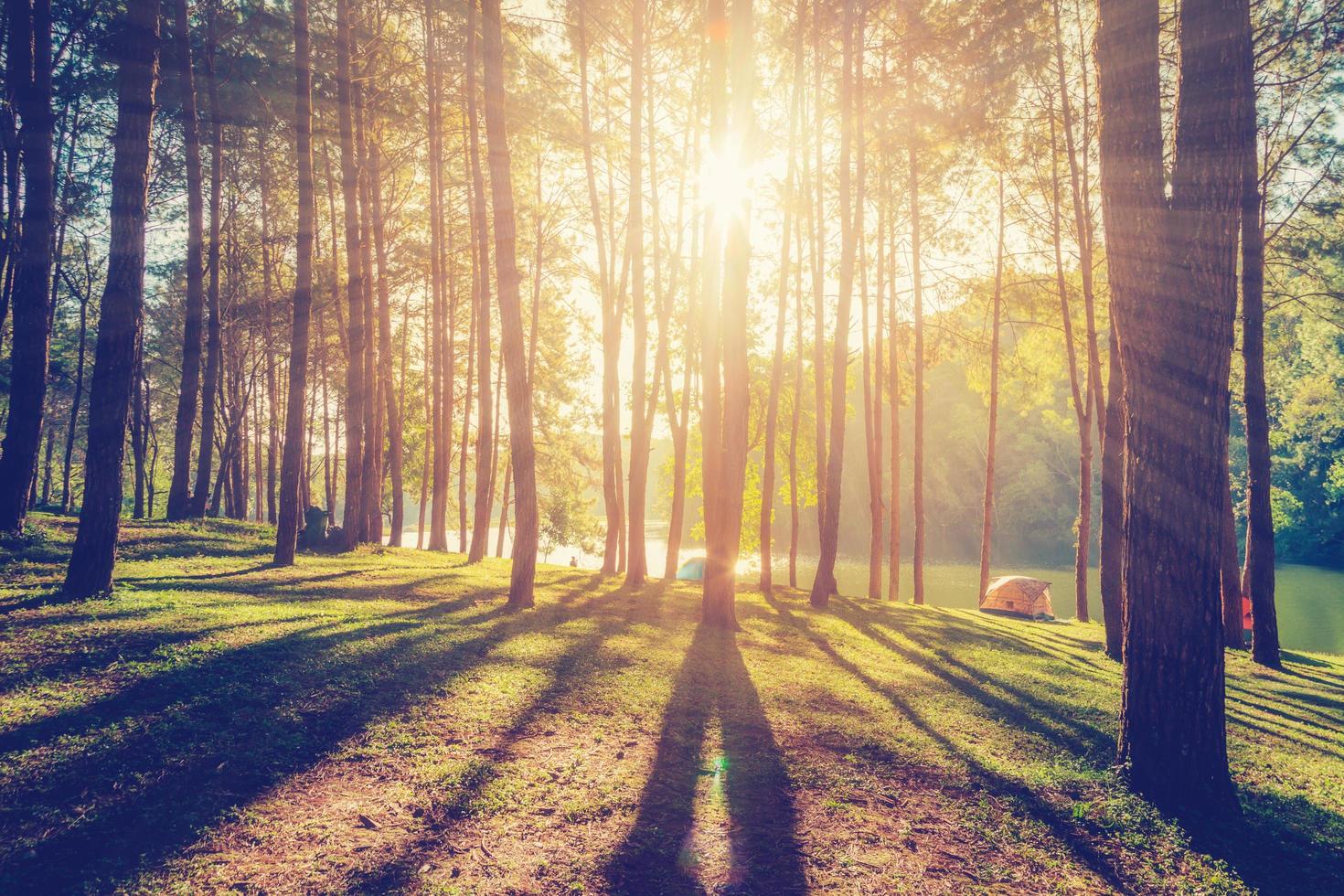 lariço floresta com luz solar e sombras às nascer do sol com vintage cena. foto