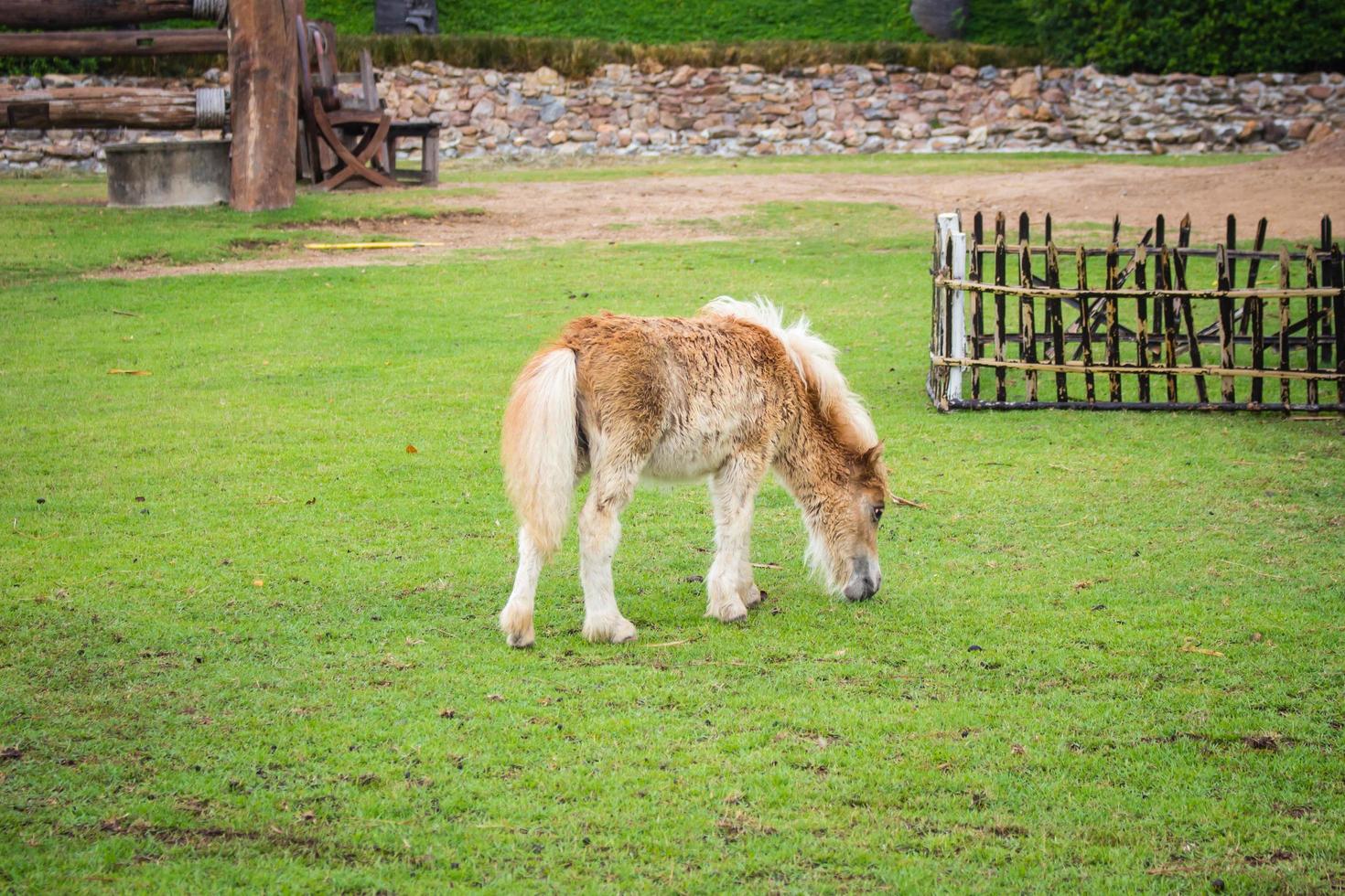 pequeno cavalo em campo verde Relva foto