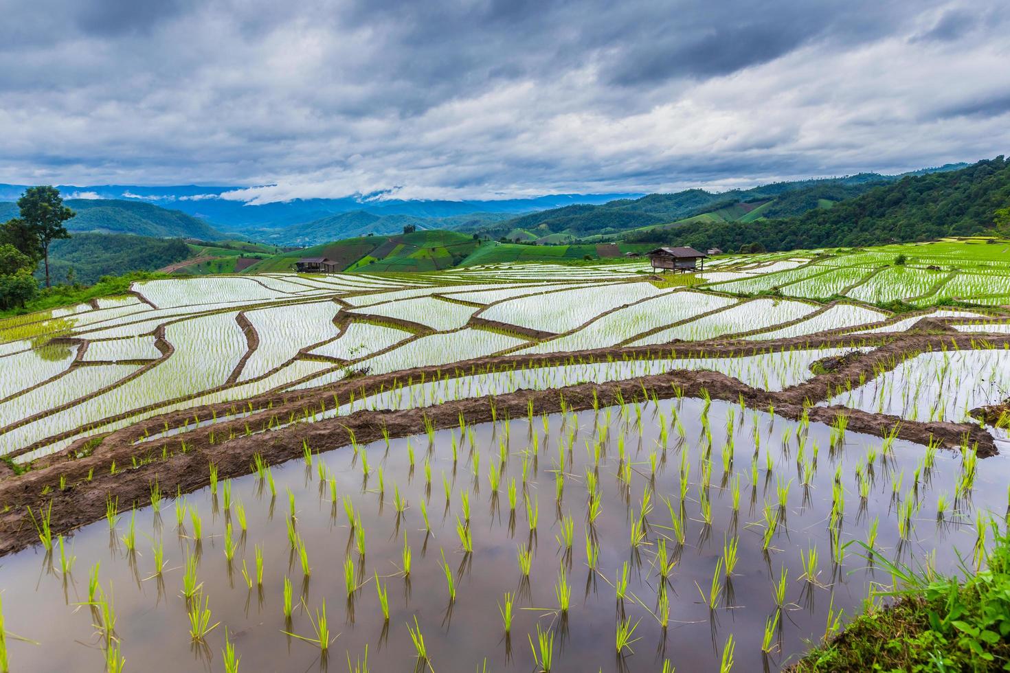 campo de arroz verde em terraços em chiangmai, tailândia foto