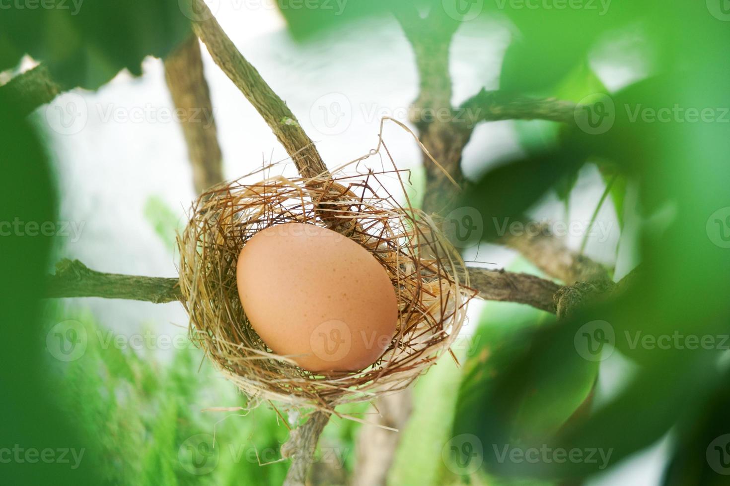 uma ninho com 1 ovo em uma galhos foto